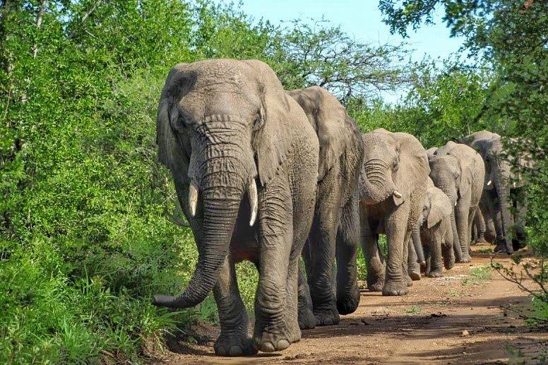 thula thula elephants
